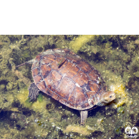 گونه لاکپشت خزری Caspian Pond Turtle